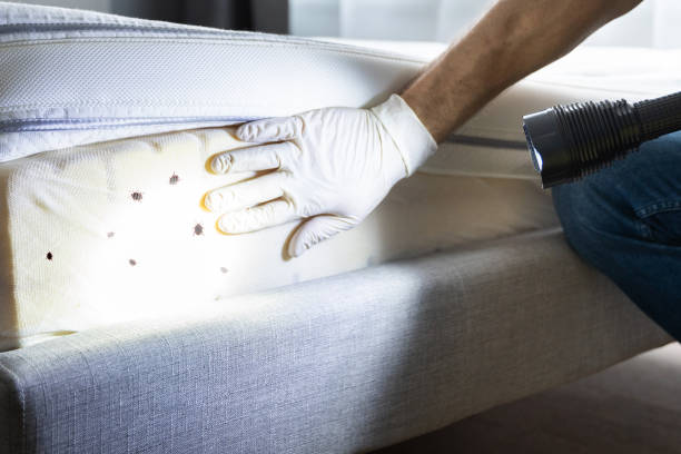 Best Flea Control Services  in Gray, GA