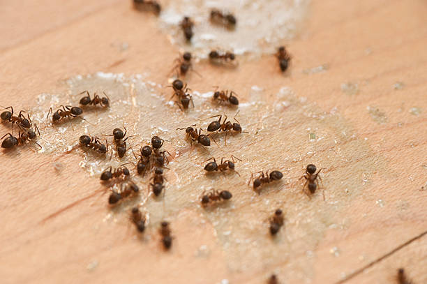 Best Pest Inspection Near Me  in Gray, GA